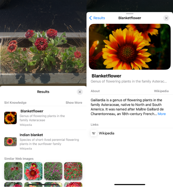 Screenshot of Visual Look Up providing search results for red flowers